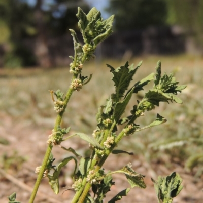 Dysphania pumilio (Small Crumbweed) at Pollinator-friendly garden Conder - 27 Feb 2019 by michaelb