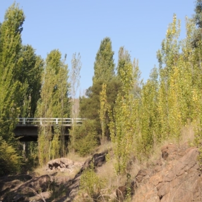 Populus nigra (Lombardy Poplar) at Theodore, ACT - 27 Feb 2019 by michaelb