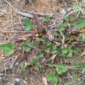 Glycine tabacina at Jerrabomberra Grassland - 11 Dec 2018 04:20 PM