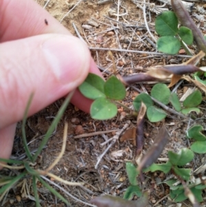 Glycine tabacina at Jerrabomberra Grassland - 11 Dec 2018