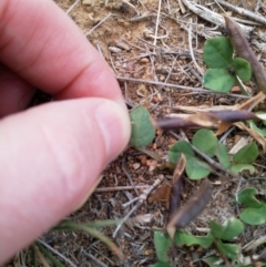 Glycine tabacina at Jerrabomberra Grassland - 11 Dec 2018