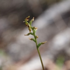Corunastylis clivicola (Rufous midge orchid) at Hackett, ACT - 27 Mar 2019 by petersan