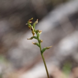 Corunastylis clivicola at Hackett, ACT - suppressed