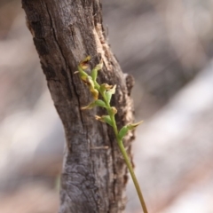 Corunastylis clivicola at Hackett, ACT - 28 Mar 2019