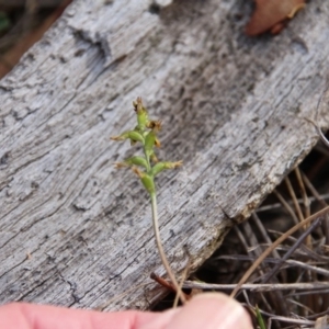 Corunastylis clivicola at Hackett, ACT - 28 Mar 2019