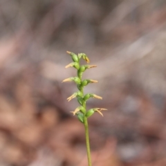 Corunastylis clivicola at Hackett, ACT - 28 Mar 2019