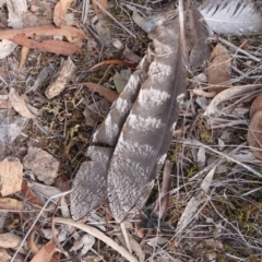 Podargus strigoides at Mount Majura - 28 Mar 2019 by petersan
