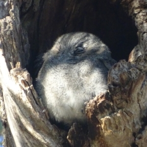 Aegotheles cristatus at Garran, ACT - 27 Mar 2019