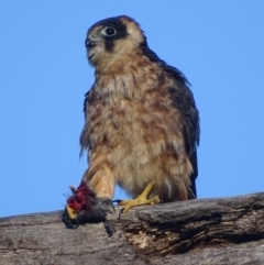 Falco longipennis (Australian Hobby) at Garran, ACT - 26 Mar 2019 by roymcd