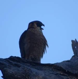 Falco longipennis at Red Hill, ACT - 27 Mar 2019