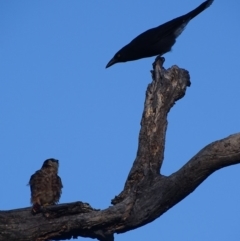 Falco longipennis at Red Hill, ACT - 27 Mar 2019 08:47 AM