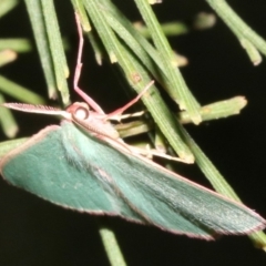 Chlorocoma (genus) (Emerald moth) at Mount Ainslie - 27 Mar 2019 by jbromilow50