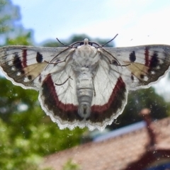 Crypsiphona ocultaria (Red-lined Looper Moth) at Aranda, ACT - 28 Mar 2019 by KMcCue