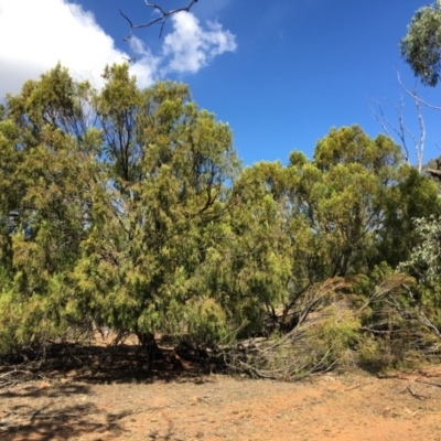 Exocarpos cupressiformis (Cherry Ballart) at Ainslie, ACT - 28 Mar 2019 by jb2602