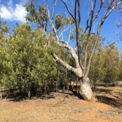 Exocarpos cupressiformis (Cherry Ballart) at Mount Ainslie - 28 Mar 2019 by jb2602