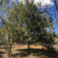 Exocarpos cupressiformis (Cherry Ballart) at Mount Ainslie - 28 Mar 2019 by jb2602