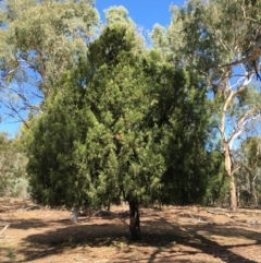 Exocarpos cupressiformis (Cherry Ballart) at Ainslie, ACT - 28 Mar 2019 by jb2602