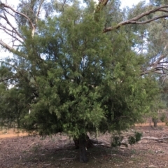 Exocarpos cupressiformis (Cherry Ballart) at Ainslie, ACT - 28 Mar 2019 by jb2602