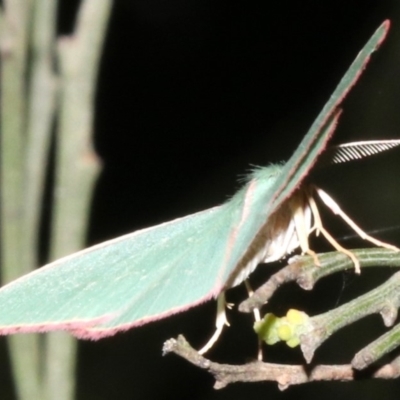 Chlorocoma (genus) (Emerald moth) at Mount Ainslie - 27 Mar 2019 by jbromilow50