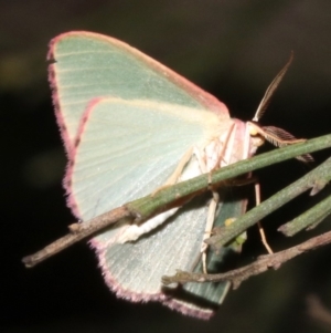 Chlorocoma (genus) at Ainslie, ACT - 27 Mar 2019 09:30 PM