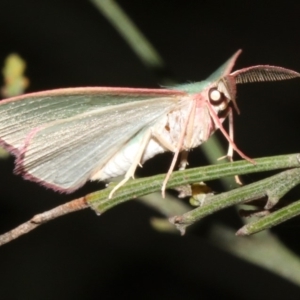 Chlorocoma (genus) at Ainslie, ACT - 27 Mar 2019 09:30 PM