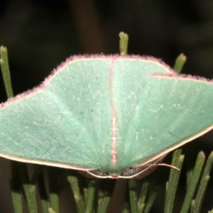 Chlorocoma (genus) at Ainslie, ACT - 27 Mar 2019