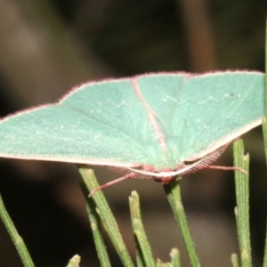 Chlorocoma (genus) at Ainslie, ACT - 27 Mar 2019