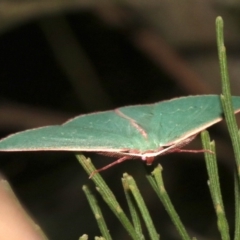 Chlorocoma (genus) at Ainslie, ACT - 27 Mar 2019