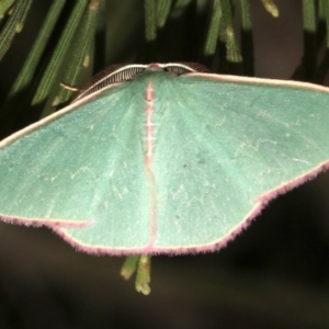 Chlorocoma (genus) at Ainslie, ACT - 27 Mar 2019