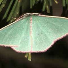 Chlorocoma (genus) at Ainslie, ACT - 27 Mar 2019