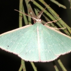 Chlorocoma (genus) (Emerald moth) at Mount Ainslie - 27 Mar 2019 by jb2602