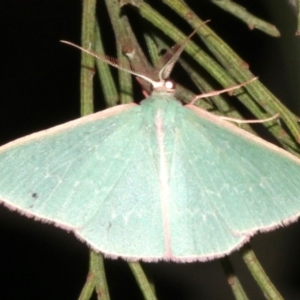 Chlorocoma (genus) at Ainslie, ACT - 27 Mar 2019 09:51 PM