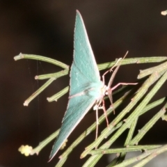 Chlorocoma (genus) at Ainslie, ACT - 27 Mar 2019 09:51 PM