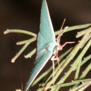 Chlorocoma (genus) at Ainslie, ACT - 27 Mar 2019