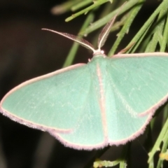 Chlorocoma (genus) (Emerald moth) at Mount Ainslie - 27 Mar 2019 by jb2602