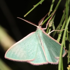 Chlorocoma (genus) at Ainslie, ACT - 27 Mar 2019 10:08 PM