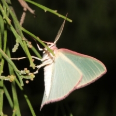 Chlorocoma (genus) at Ainslie, ACT - 27 Mar 2019 10:08 PM