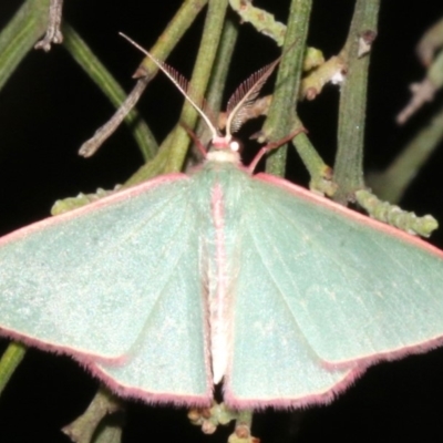 Chlorocoma (genus) (Emerald moth) at Mount Ainslie - 27 Mar 2019 by jbromilow50