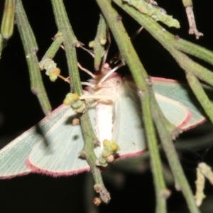 Chlorocoma (genus) at Ainslie, ACT - 27 Mar 2019 10:22 PM