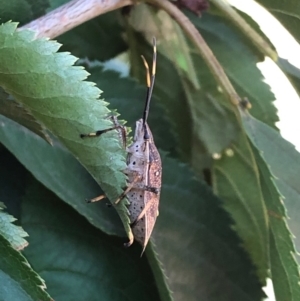 Poecilometis sp. (genus) at Fraser, ACT - 28 Mar 2019 02:35 PM