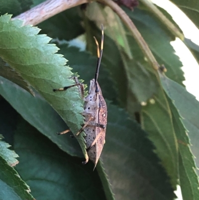 Poecilometis sp. (genus) (A Gum Tree Shield Bug) at Fraser, ACT - 28 Mar 2019 by Charlotte