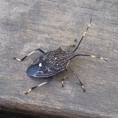 Poecilometis sp. (genus) at Fraser, ACT - 28 Mar 2019 02:35 PM