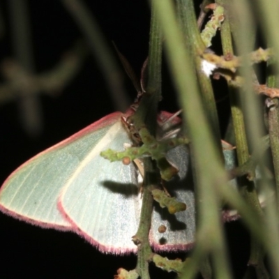 Chlorocoma (genus) (Emerald moth) at Mount Ainslie - 27 Mar 2019 by jb2602