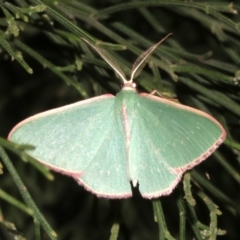 Chlorocoma (genus) at Ainslie, ACT - 27 Mar 2019 10:23 PM