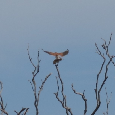 Falco cenchroides (Nankeen Kestrel) at Wanniassa Hill - 27 Mar 2019 by KumikoCallaway
