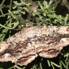 Scioglyptis lyciaria (White-patch Bark Moth) at Ainslie, ACT - 27 Mar 2019 by jb2602