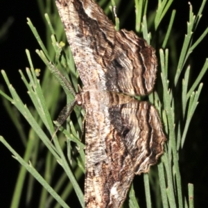 Scioglyptis lyciaria at Ainslie, ACT - 27 Mar 2019