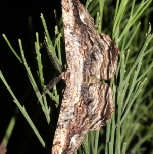 Scioglyptis lyciaria at Ainslie, ACT - 27 Mar 2019 09:21 PM