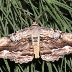 Scioglyptis lyciaria (White-patch Bark Moth) at Ainslie, ACT - 27 Mar 2019 by jb2602