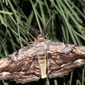 Scioglyptis lyciaria at Ainslie, ACT - 27 Mar 2019